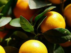 Orangenbumchen verliert Bltter Lubera