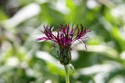 Flockenblume centaurea Lubera Flockenblumen