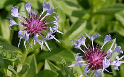 Flockenblume Lubera Flockenblumen Centaurea