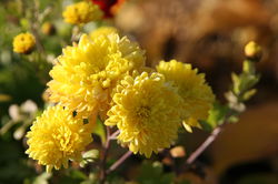 Winteraster Chrysanthemum Lubera