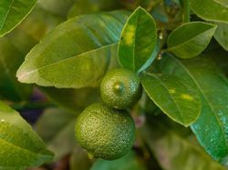 Citrus aurantifolia Lubera
