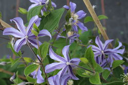 Staudenclematis kaufen Lubera Online Shop