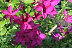 Clematis viticella blht in Rot