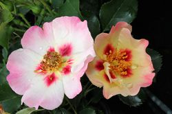 Persische Rosen kaufen Lubera Online Shop