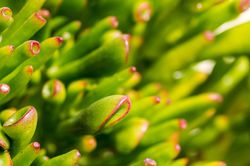 Succulent plant Crassula Gollum or Trumpet Jade Cactus