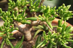 Loffelbaum, Crassula Hobbit, ungiftige Zimmerpflanzen
