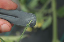 Crispr Tomaten bestäuben Lubera