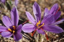 Crocus sativus Safranpflanze Safrancrocus Lubera Shop