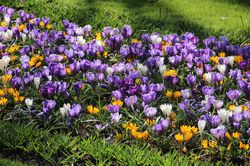 Blumenzwiebel Sorten Grossblumige-Krokus-Mischung Lubera