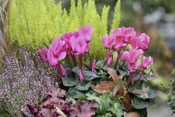 Alpenveilchen Cyclamen Lubera