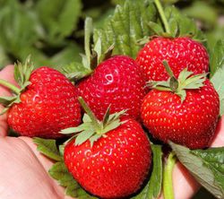 Erdbeeren gesund Lubera