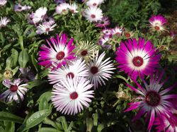 Delosperma Mittagsblume