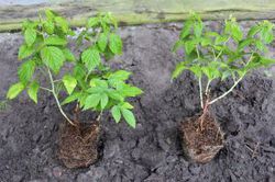 Den Pflanzabstand bei Himbeeren richtig wählen