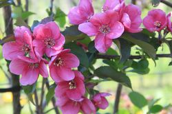 Der Duft von Apfelblüten und Birnenblüten