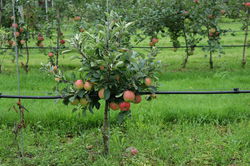 Zwerg-Apfelbaum pflanzen, pflegen und schneiden inkl. Zwerg-Birnbaum