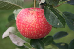 Frhe Apfel-Sorten Lubera
