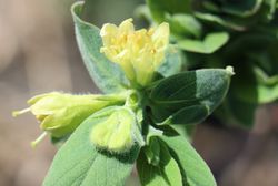 Die Befruchtung der blauen Honigbeeren Lubera