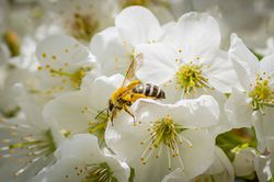 Bienenweide Kirschblüte mit Biene