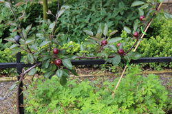 die einfachen obstbäume Easytree Schnurbaum