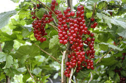 Die wichtigsten Tipps für die Herbstpflanzung von Beeren