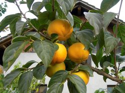 Sharonfrucht pflanzen Kaki