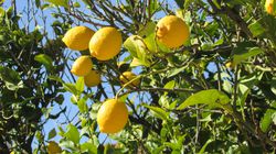 Zitronensorten Zitrusbaum