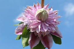 Die einfachen Clematis von Raymond Evison Lubera