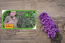 Gartenvideo Youtube Lubera Markus Kobelt