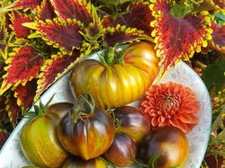 Die schnsten Tomaten der Welt Ranka Tessin