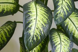 Dieffenbachia, Lubera