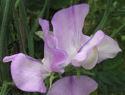 Duftwicken Sweetpeas Lubera