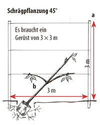 Diagonalbaum, Obstbaum, Easytree, Schrgpflanzung
