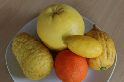 Zitronenbaum richtig ernten
