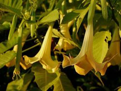 Datura Engelstrompete Lubera