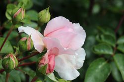 Rosenpflege mit Effektiven Mikroorganismen Rose Wild Eve Lubera