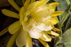 Epiphyllum Blattkaktus Lubera>