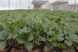 quand planter des fraisiers Fraisiers sous tunnel Lubera