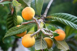 Japanische Wollmispel Eriobotrya japonica Loquat