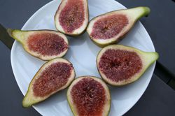 Buy a fig tree from the Lubera garden shop