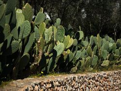 Opuntia Feigenkaktus, Lubera