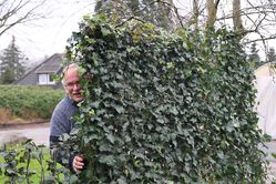 Fertighecke, Fertighecke mit Efeu alle Grössen im Vergleich (mit Markus)