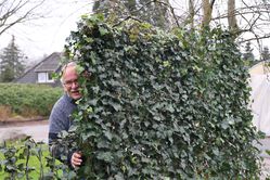 Fertighecke, Fertighecke mit Efeu alle Grössen im Vergleich (mit Markus)