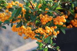 Pyracantha Soleil dor im Herbst, feuerdorn