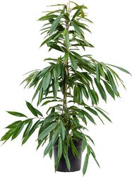 Ficus binnendijkii Zimmerpflanze Lubera