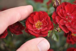 Rose Fiery Pixie 3, zwergrosen schneiden