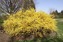 Forsythien