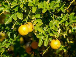 winterharte Zitruspflanzen frostharte Zitrussorten Lubera