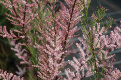 Tamariske kaufen Lubera Blht rosa im Mai