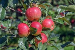 Apfelzchtung, Fruture Apfel Zchtung 2020 Reto August 2020