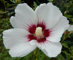 Hibiskus kaufen Lubera